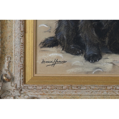 2998 - MARION HARVEY (SCOTTISH 1886-1971)SCOTTIE DOGPastel on buff paper, signed lower right, 34.5 x 24.5cm... 