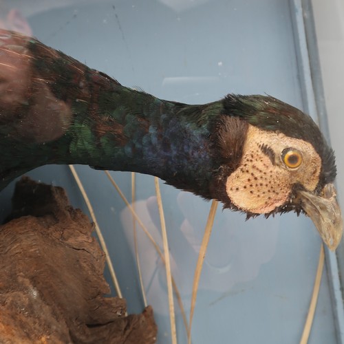 2013 - TAXIDERMY - A BRACE OF PHEASANT (PHASIANUS CHOLCHICUS)The male with green plumage, perched upon a st... 