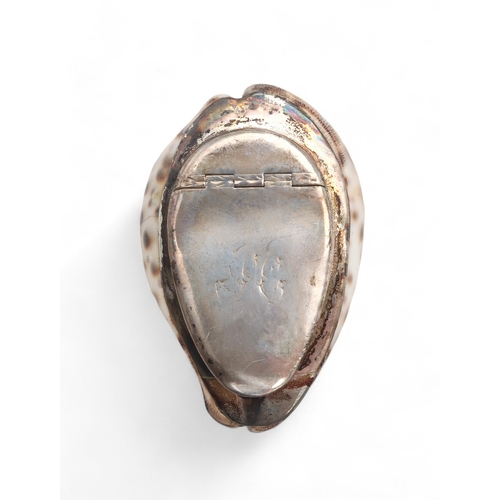 2501 - A SCOTTISH WHITE METAL COWRIE SHELL SNUFF BOXunmarked, with a hinged lid, 8cm long... 