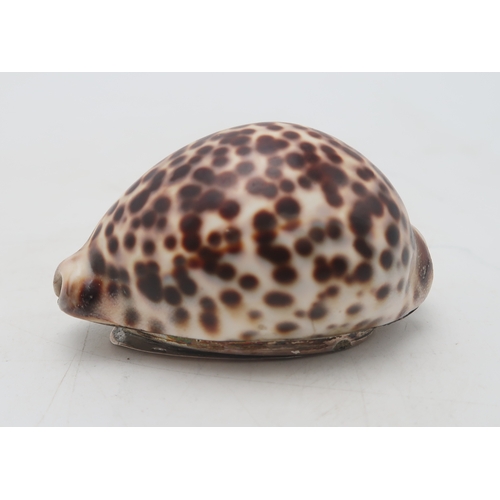 2501 - A SCOTTISH WHITE METAL COWRIE SHELL SNUFF BOXunmarked, with a hinged lid, 8cm long... 