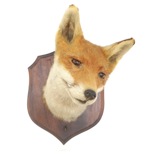 2632 - A TAXIDERMY RED FOX MASK (VULPES VULPES) WITH ASSOCIATED TAILModelled with head cocked and mounted o... 