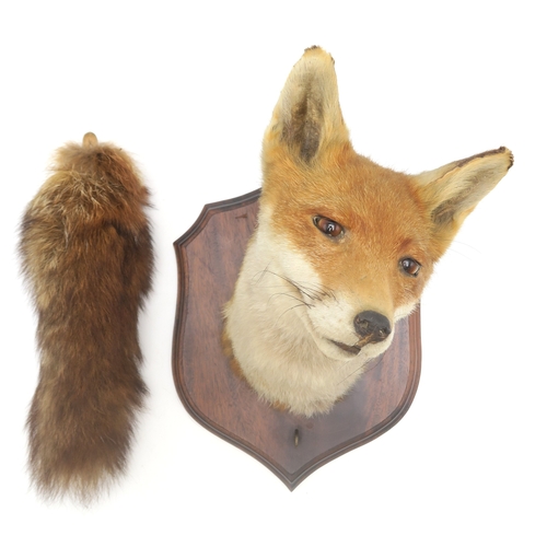 2632 - A TAXIDERMY RED FOX MASK (VULPES VULPES) WITH ASSOCIATED TAILModelled with head cocked and mounted o... 