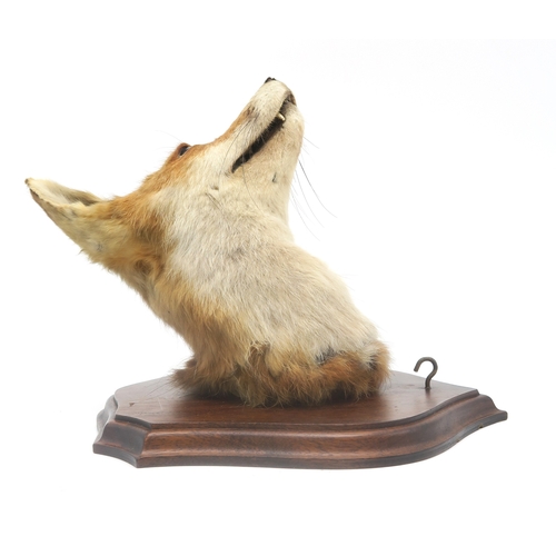 2632 - A TAXIDERMY RED FOX MASK (VULPES VULPES) WITH ASSOCIATED TAILModelled with head cocked and mounted o... 