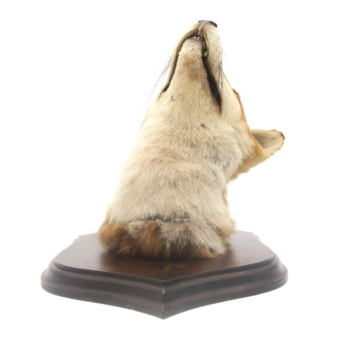 2632 - A TAXIDERMY RED FOX MASK (VULPES VULPES) WITH ASSOCIATED TAILModelled with head cocked and mounted o... 