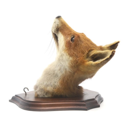 2632 - A TAXIDERMY RED FOX MASK (VULPES VULPES) WITH ASSOCIATED TAILModelled with head cocked and mounted o... 