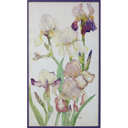 956 - EUPHEN ALEXANDER (SCOTTISH 1917-2008) IRISES Ink and watercolour, signed lower right, 53.5... 