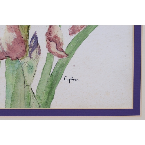 956 - EUPHEN ALEXANDER (SCOTTISH 1917-2008) IRISES Ink and watercolour, signed lower right, 53.5... 