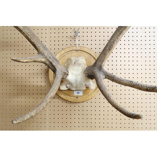 29 - A set of twelve point deer antlers on skull cap mounted to circular wall plaque