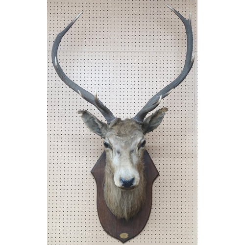 2003 - AN EARLY 20TH CENTURY TAXIDERMY TEN POINT STAGS HEADon oak shield wall plaque mounted with brass ova... 