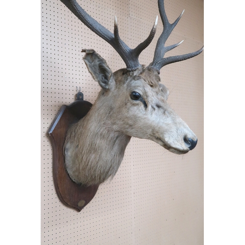 2003 - AN EARLY 20TH CENTURY TAXIDERMY TEN POINT STAGS HEADon oak shield wall plaque mounted with brass ova... 