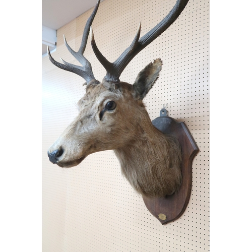 2003 - AN EARLY 20TH CENTURY TAXIDERMY TEN POINT STAGS HEADon oak shield wall plaque mounted with brass ova... 