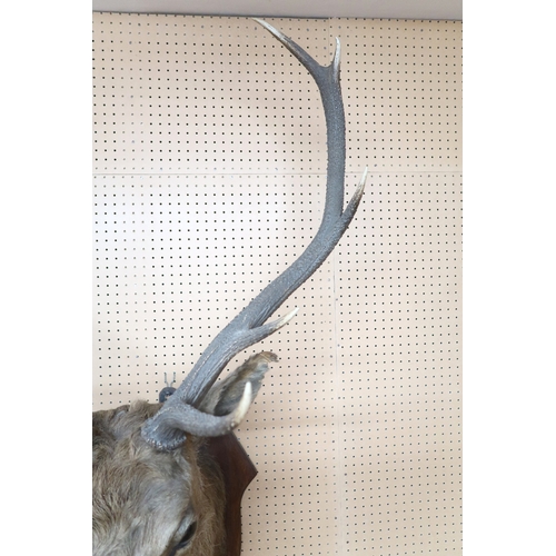 2003 - AN EARLY 20TH CENTURY TAXIDERMY TEN POINT STAGS HEADon oak shield wall plaque mounted with brass ova... 