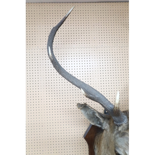 2003 - AN EARLY 20TH CENTURY TAXIDERMY TEN POINT STAGS HEADon oak shield wall plaque mounted with brass ova... 