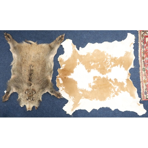 70 - A lot comprising a taxidermy boar rug approximately, 135cm long x 115cm wide and a taxidermy cowhide... 