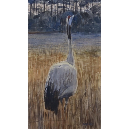 965 - DARREN REES (ENGLISH b.1961) CRANE BIRD Watercolour, signed lower right, 28 x 16cm ... 