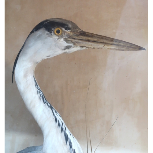 2020 - A 19TH CENTURY CASED TAXIDERMY OF A GREY HERON (ARDEA CINEREA) with heron on naturalistic lands... 