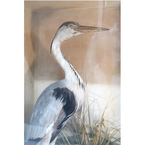 2020 - A 19TH CENTURY CASED TAXIDERMY OF A GREY HERON (ARDEA CINEREA) with heron on naturalistic lands... 