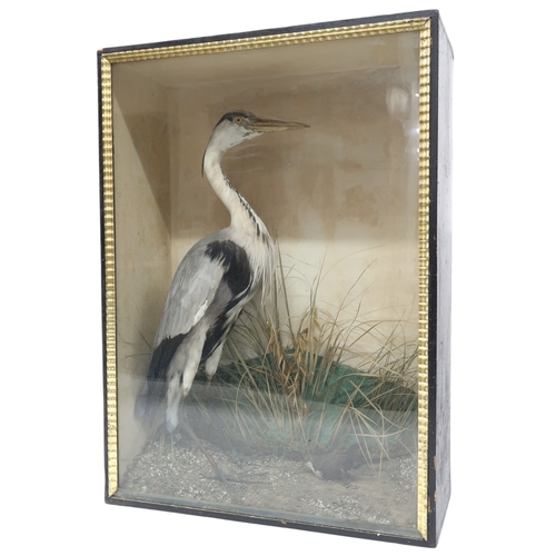 2020 - A 19TH CENTURY CASED TAXIDERMY OF A GREY HERON (ARDEA CINEREA) with heron on naturalistic lands... 