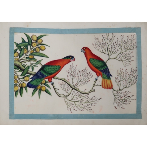 2425 - A CHINESE EXPORT ORNOTHOLOGICAL ALBUM OF TWELVE Paintings of exotic birds in watercolour on pith pap... 