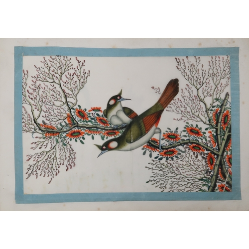 2425 - A CHINESE EXPORT ORNOTHOLOGICAL ALBUM OF TWELVE Paintings of exotic birds in watercolour on pith pap... 