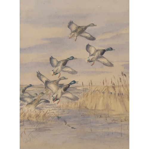 970 - 20th CENTURY SCHOOL FLYING DUCKS Watercolour, signed lower left, 35 x 25cm Together w... 