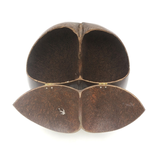 2650 - A COCO DE MER NUT (LODOICEA)Polished, with a hinged top, measuring approx. 30cm x 28cm... 