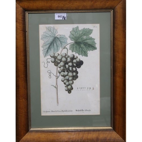 903 - A COLLECTION OF BOTANICAL ENGRAVINGS To include Vitis Apiana by Georg Wolfgang Knorr and  ... 