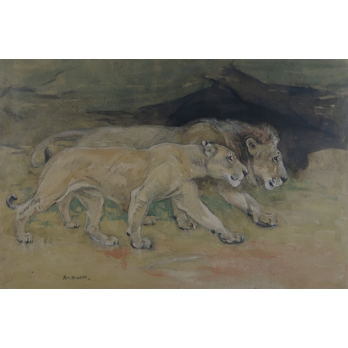 3003 - WILLIAM WALLS RSA RSW (SCOTTISH 1860-1942)A PAIR OF LIONSWatercolour on buff paper, signed lower lef... 