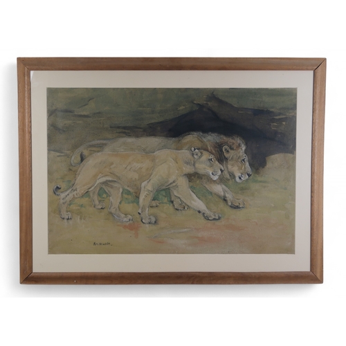 3003 - WILLIAM WALLS RSA RSW (SCOTTISH 1860-1942)A PAIR OF LIONSWatercolour on buff paper, signed lower lef... 