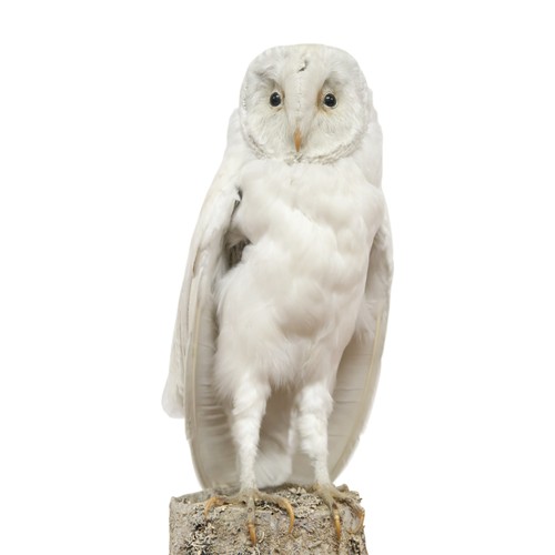 2068 - A TAXIDERMY SNOWY OWL (NYCTEA SCANDIACA) IN GLAZED DOMEperched upon a naturalistic moss covered tree... 