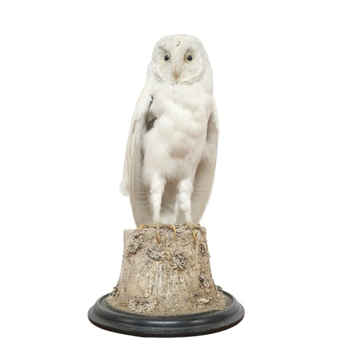 2068 - A TAXIDERMY SNOWY OWL (NYCTEA SCANDIACA) IN GLAZED DOMEperched upon a naturalistic moss covered tree... 