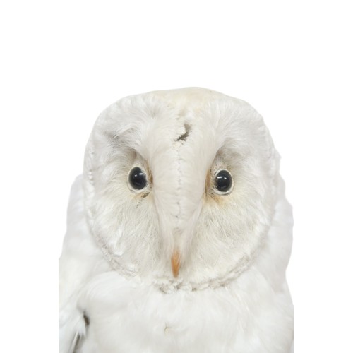 2068 - A TAXIDERMY SNOWY OWL (NYCTEA SCANDIACA) IN GLAZED DOMEperched upon a naturalistic moss covered tree... 