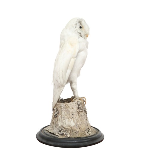 2068 - A TAXIDERMY SNOWY OWL (NYCTEA SCANDIACA) IN GLAZED DOMEperched upon a naturalistic moss covered tree... 