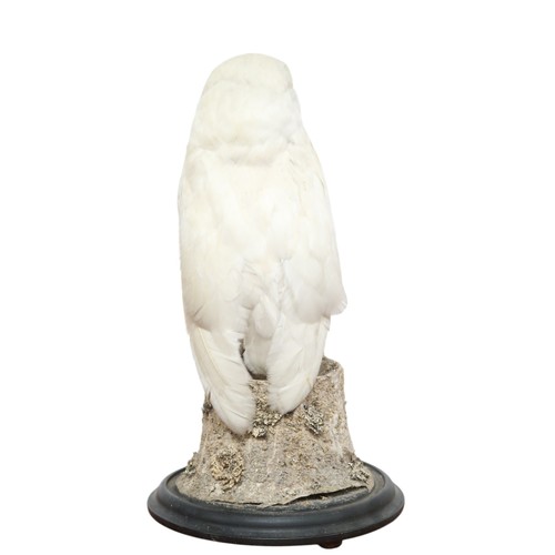 2068 - A TAXIDERMY SNOWY OWL (NYCTEA SCANDIACA) IN GLAZED DOMEperched upon a naturalistic moss covered tree... 