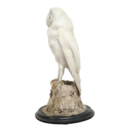 2068 - A TAXIDERMY SNOWY OWL (NYCTEA SCANDIACA) IN GLAZED DOMEperched upon a naturalistic moss covered tree... 