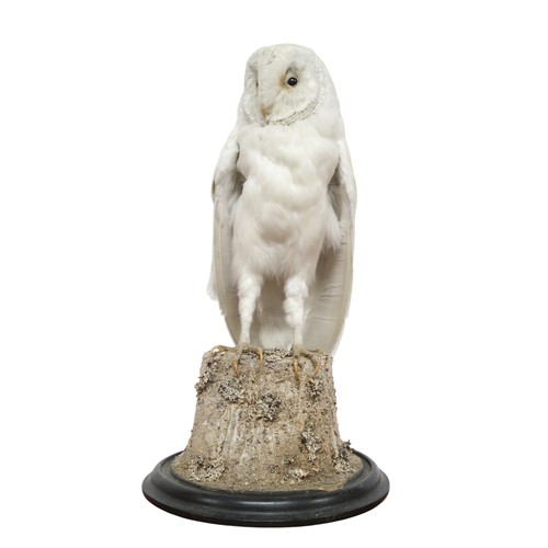 2068 - A TAXIDERMY SNOWY OWL (NYCTEA SCANDIACA) IN GLAZED DOMEperched upon a naturalistic moss covered tree... 