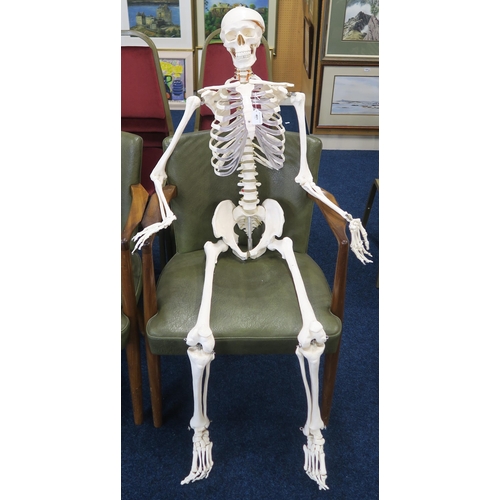 401 - A life-size educational anatomical model of the human skeleton