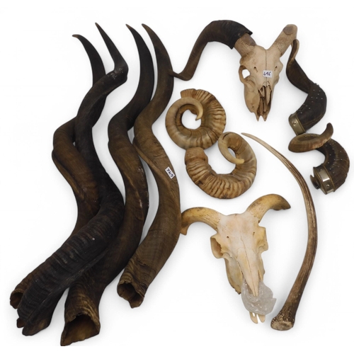 496 - Assorted animal horns, including two rams' skulls, various African kudu horns etc.