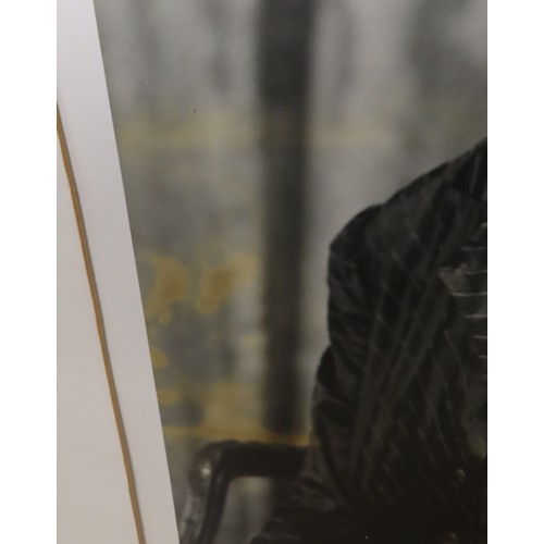 2555 - QUEEN ELIZABETH II AND PRINCE PHILIP, DUKE OF EDINBURGHA pair of portrait photographs by Baron (Ster... 