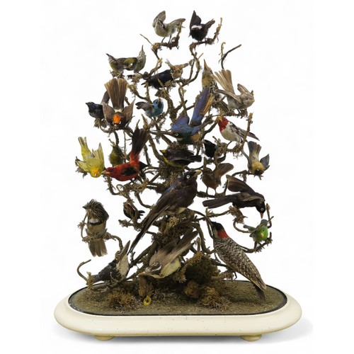 2556 - A LATE-VICTORIAN AVIAN TAXIDERMY DIORAMAComprising twenty-eight various topical birds, arranged over... 