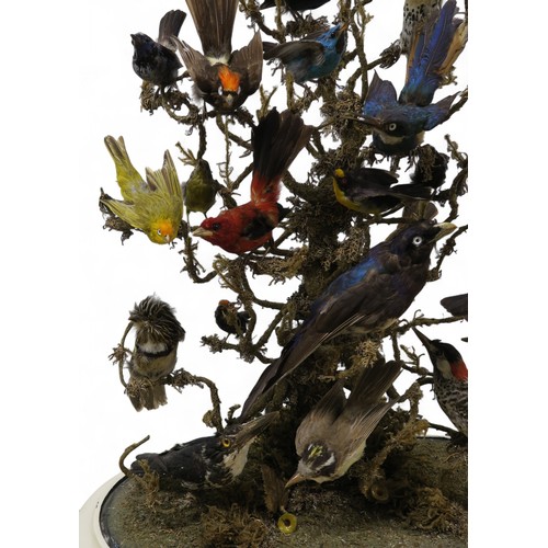 2556 - A LATE-VICTORIAN AVIAN TAXIDERMY DIORAMAComprising twenty-eight various topical birds, arranged over... 