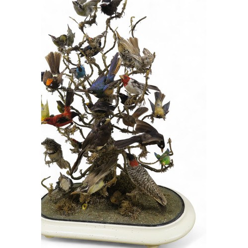 2556 - A LATE-VICTORIAN AVIAN TAXIDERMY DIORAMAComprising twenty-eight various topical birds, arranged over... 