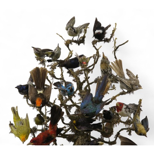 2556 - A LATE-VICTORIAN AVIAN TAXIDERMY DIORAMAComprising twenty-eight various topical birds, arranged over... 