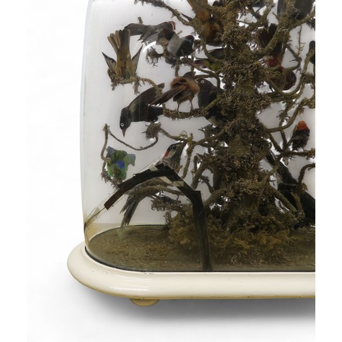 2556 - A LATE-VICTORIAN AVIAN TAXIDERMY DIORAMAComprising twenty-eight various topical birds, arranged over... 