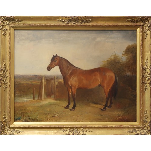 224 - JOHN GLASS ARSA (SCOTTISH 1820-1865) BILLY, A COURSING PONY BELONGING TO W AITCHISON ESQ Oil on canv... 