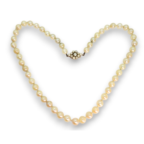 808 - A string of cultured pearls with a 9ct gold pearl flower clasp, length 44.5cm