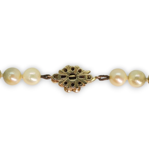 808 - A string of cultured pearls with a 9ct gold pearl flower clasp, length 44.5cm