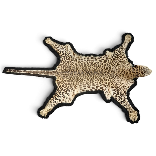 8000 - A leopard pelt with snarling taxidermy head, mounted on black felt and canvas approx. 248cm nose to ... 