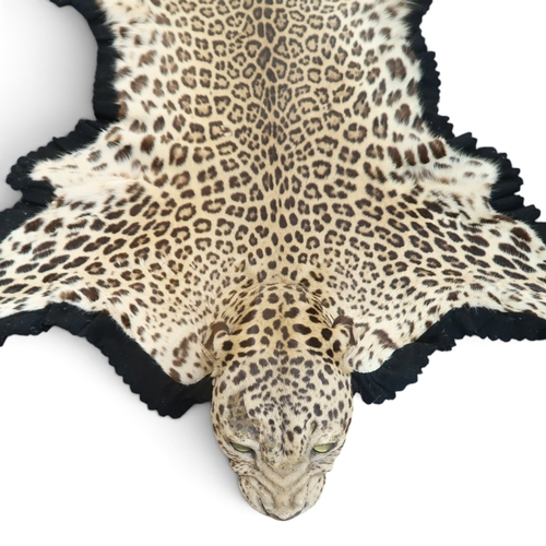 8000 - A leopard pelt with snarling taxidermy head, mounted on black felt and canvas approx. 248cm nose to ... 