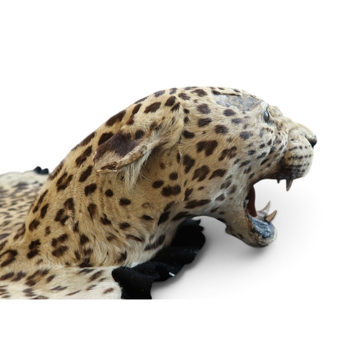 8000 - A leopard pelt with snarling taxidermy head, mounted on black felt and canvas approx. 248cm nose to ... 